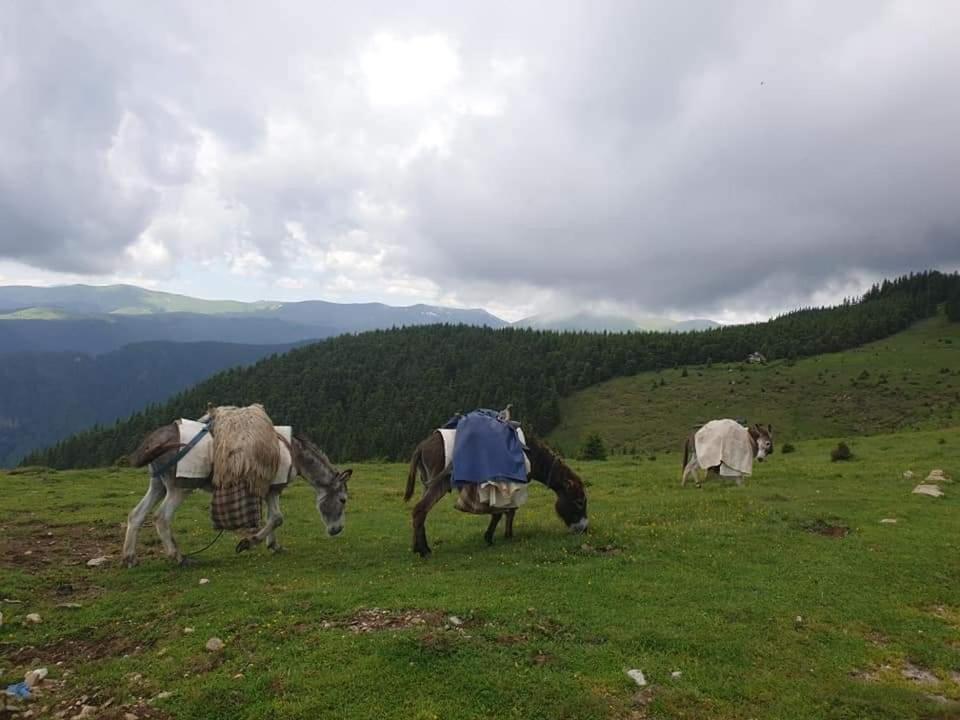 Casuta Din Gradina Villa Horezu Dış mekan fotoğraf